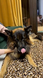 19K views · 1.8K reactions | Mom leave me alone #germanshepherd #dog #cute #doglife #doglover | EVO the German Shepherd | Facebook