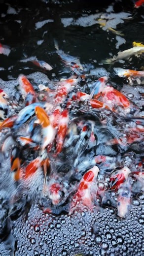 Now available at Hannover Koi!