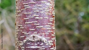 Striped Bark of Prunus serial x serrulata Tree, or the Japanese and Tibetan Cherry. Pin Cherry. High quality