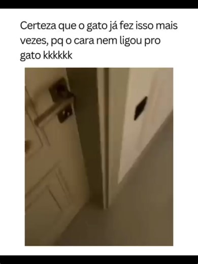 🙀🙀🙀 #bichano #gatosfofos #bichanos