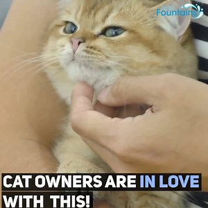 291K views · 544 shares | We all know Cats prefer to drink moving water! Get the fountain here  FreshFountains.com/fountain | Purrtacular | Facebook