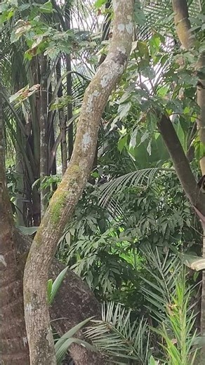 Bird call 🥰🥰 #birds #birdsong #birdsounds #animals #nature #youtubeshorts #animallovers #shortvideo