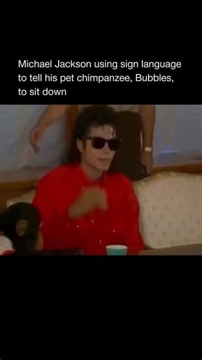 😌 Fun Fact: (Bubbles the Chimpanzee) (1980s) Bubbles was originally rescued from a Texas research facility before Michael Jackson adopted him. He even learned to use a toothbrush, ate at the dinner table with silverware, and once attended Grammy rehearsals — but as he grew older and stronger, he had to be moved to a primate sanctuary for safety. | Pickuplines & Memes