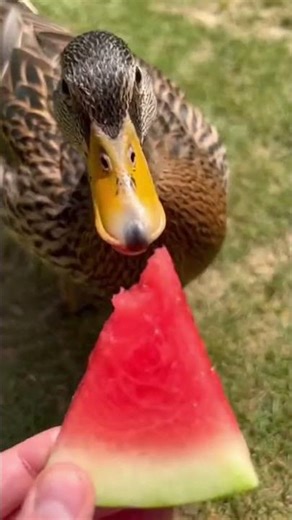 Cinnamon the duck tries watermelon for the first time #duck #petanimal #cute