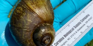 AGFC discovers invasive apple snails in live crawfish shipments