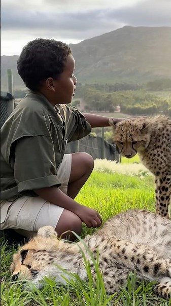 Would You Pet a Cheetah in Africa?
