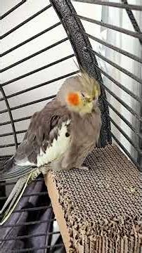 Teil 6 - Fun - 3 Nymphensittiche zu Besuch #youtubeshort #love #baby #bird #eating #germany #kids
