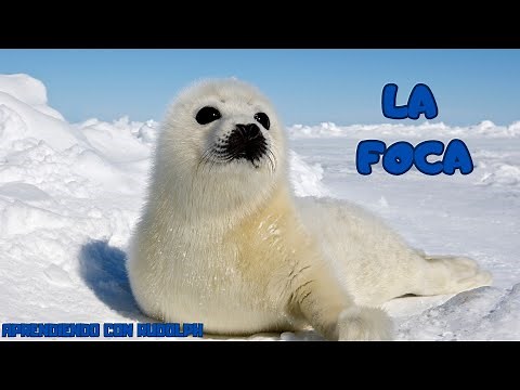 La Foca // Video explicando a este animal marino #documental #educación #animales