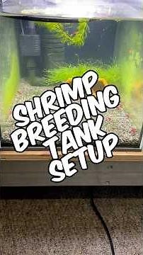 How To Easily Set Up A Thriving Cherry Shrimp Breeding Tank! (Works With Any Neocaridina Shrimp)