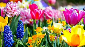 A vibrant array of tulips and hyacinths in a blooming spring garden.
