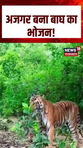 Viral News: अजगर बना बाघ का भोजन! | Wildlife | Jungle News | Python | Viral Video | Top News | N18S