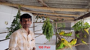 285K views · 6.4K reactions | 100 Pair of Budgies Parrot Breeding setup at Our new Farm. | Parrot Dipankar | Facebook