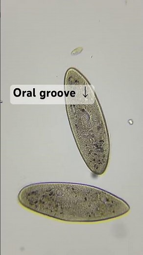 Paramecium sp. #microscope #bresser #biology