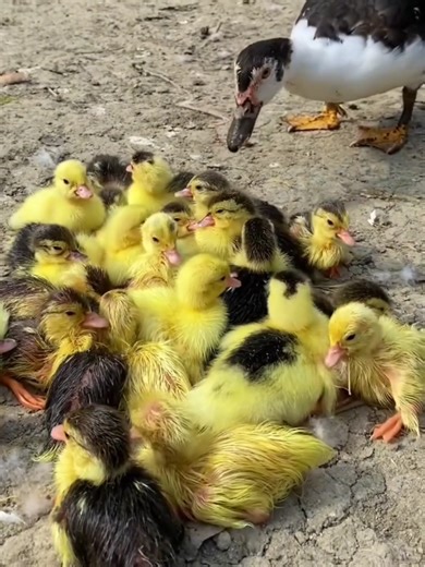 Colorful Ducklings Hatching from Eggs
