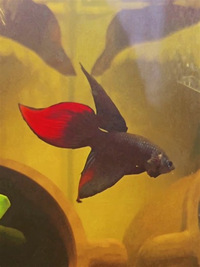 Elegancia Acuática: Blaze, el Veiltail Imbellis