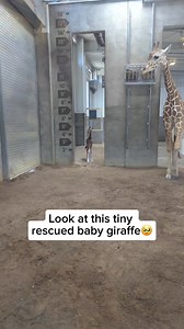 811K views · 10K reactions | Check out our adorable giraffe bracelet...