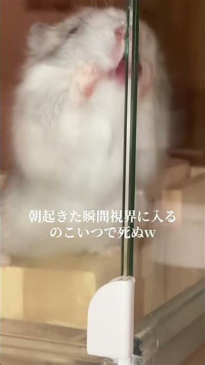 過去一目覚め悪いてハム再投稿hamster死ぬ死ぬ界隈ハムスター