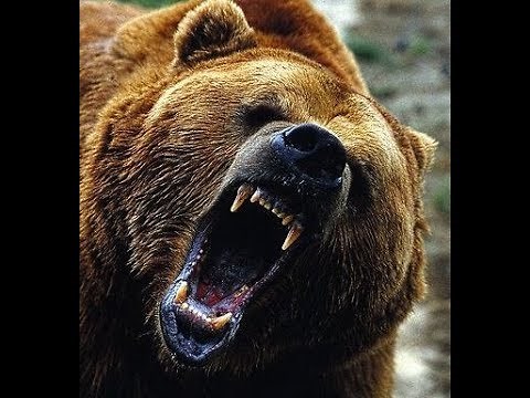 Grizzly Attack, It Finally Happened