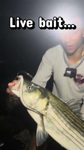 Live Bait for Striped Bass #fishing #stripedbass #bassfishing #fish #letsplay