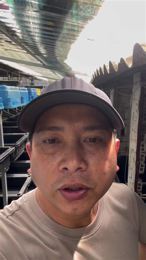 Exploring the Unique Molly Short Zebra Guppy Fish