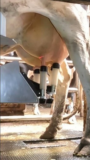 Robotic milking | AMS