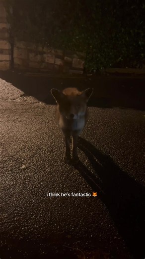 Exploring Life Above Ground Through Fantastic Mr. Fox