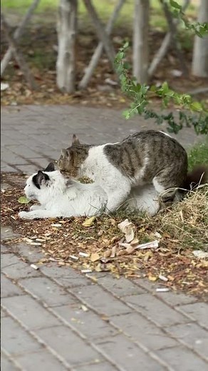 Cat mating Explained or how to cats get pregnant?( Educational purposes)