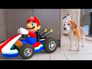 Beagles Play with Real Life Animated Mario and his Kart