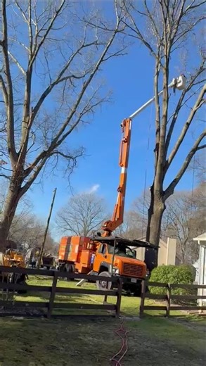 🌲 Professional Tree Services You Can TrustFrom tree trimming to safe removals,
