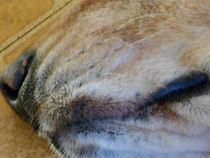 Dog Lip Fold Dermatitis: Causes, Symptoms and Remedies