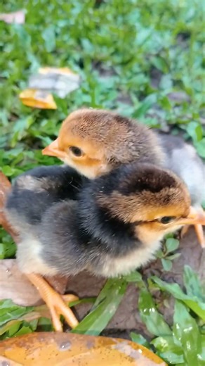 Chicks calling hen. #chicks #chicken #pets