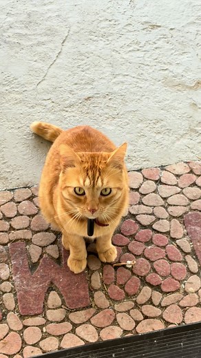 Acetaminophen (@ace.tami.nophen)’s video of House Cat