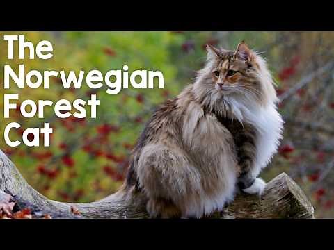 Norwegian Forest Cats - 10 Incredible Facts About This Majestic Viking Cat!