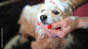 Cute spitz taking bath. Woman washes golden puppy. Dog hygiene concept. Pet care. 4K, UHD