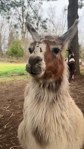 Sycamore #cute #funny #llama #dumbpeople #cutellama