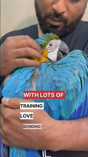 FREE FLIGHT MACAW TRAINING | #parrot #macaw #exoticpets #freeflightparrot #ShaikhTanveer