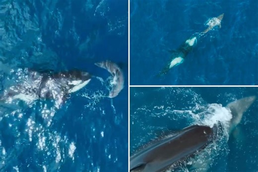 60-year-old grandmother orca kills great white shark in incredibly rare moment: video