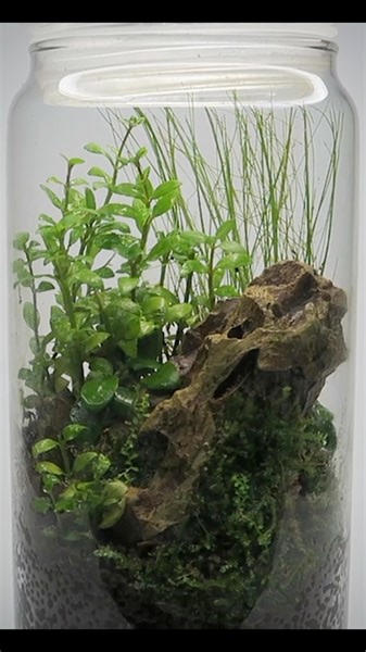 4.7K views · 48 reactions | 1.5 year old terrarium routine maintenance #terrarium #maintenance #reels | The Urban Nemophilist | Facebook