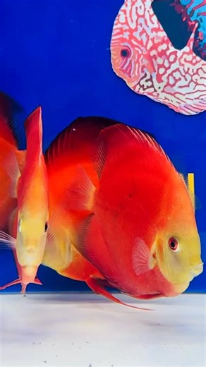 48 reactions | Behold the Red Golden Diamond – a fiery red discus with a glowing golden face! Who’s ready to upgrade their tank? #discusfish #aquariumlife #tropicalfish | Golden State Discus | Facebook