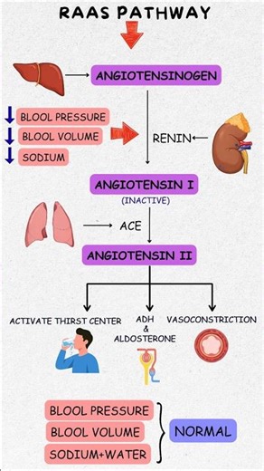 RAAS Pathway Made Easy | Best Mnemonic Trick to Remember Renin Angiotensin System