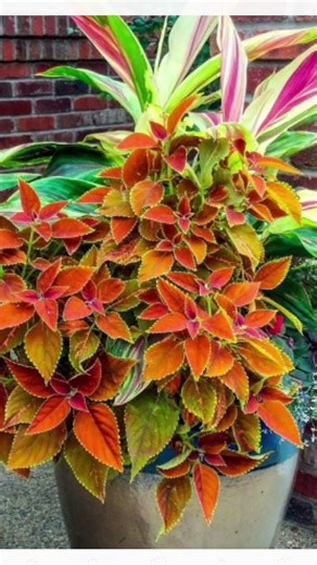 FRONT PORCH PLANTER IDEAS