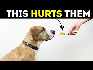 Is Your Dog Feeling Sad? 10 Common Mistakes Pet Owners Make.