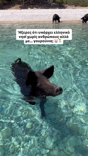 Dreamtravel 📸 on Instagram: "Μια κρυφή γωνιά του Ιονίου, χωρίς κατοίκους, μόνο γουρουνάκια 🏝️🐖 Η Άτοκος είναι πραγματικά από τα πιο μυστικά και μαγικά μέρη της Ελλάδας ✨ 👉 Ήξερες για το συγκεκριμένο νησί στο Ιόνιο; #atokos #hiddengreece #travelgoals #greekisland #piggy #ionian #traveltip #travelreels"