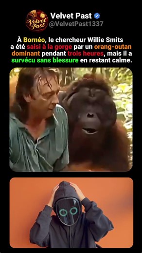 Otages d’un roi : 3 heures avec un orang-outan géant (images réelles)