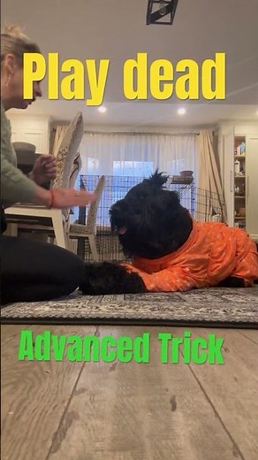 Trick - play dead - advanced level #dogtraining #puppy #tricks