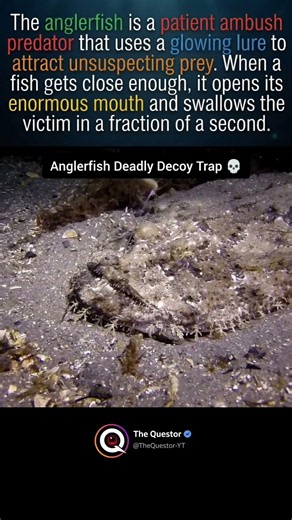 The Anglerfish Never Chases Its Prey #intrestingfacts #facts