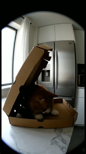 Unexpected Cat Surprise Inside Pizza Box | Security Camera Moment #funnycat