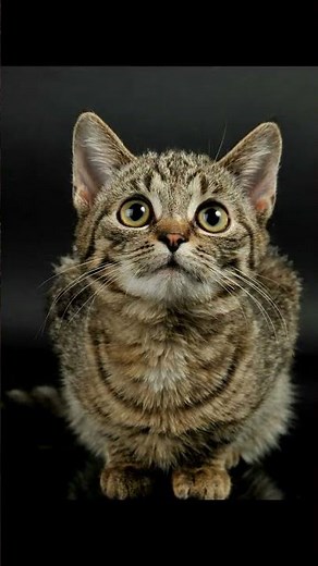 Why Do Cats Walk Like This? 🐾 The Secret Behind Their Unique Gait!