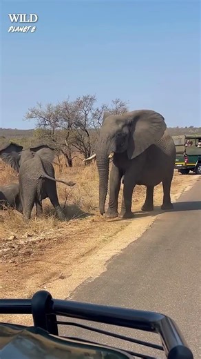 Baby Elephant Waits as the Matriarch Takes Control 🐘💛#babyelephants #babyelephants #cute