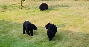 137K views · 8.2K reactions | These five bear cubs know how to put on a wrestling match! | New York Post | Facebook